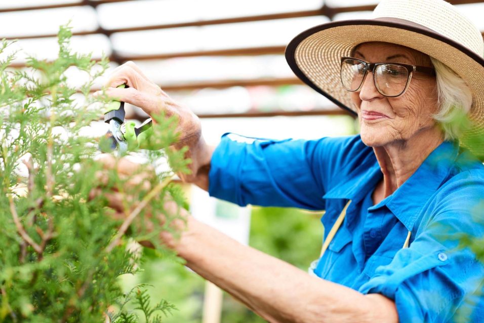 Waist up portrait of smiling senior woman cutting buskes in garden, copy space