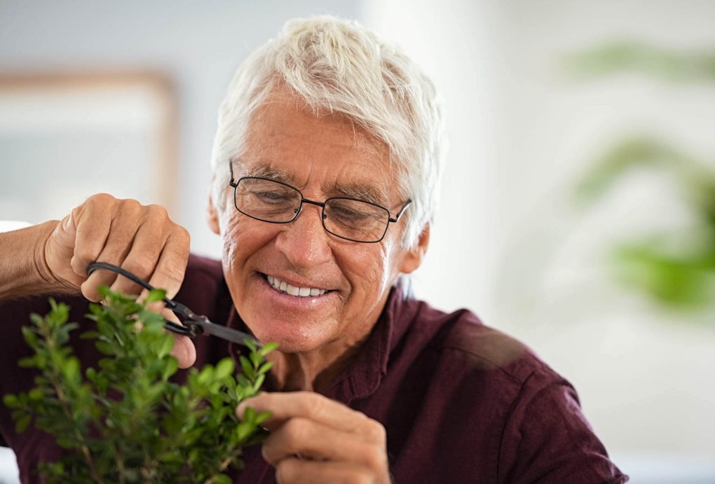 Close up face of happy senior man wearing eyeglasses trimming bonsai at home. Retired old gardener using special scissors for pruning wood branches of bonsai. Happy elder man cutting the ornamental plant as a hobby.